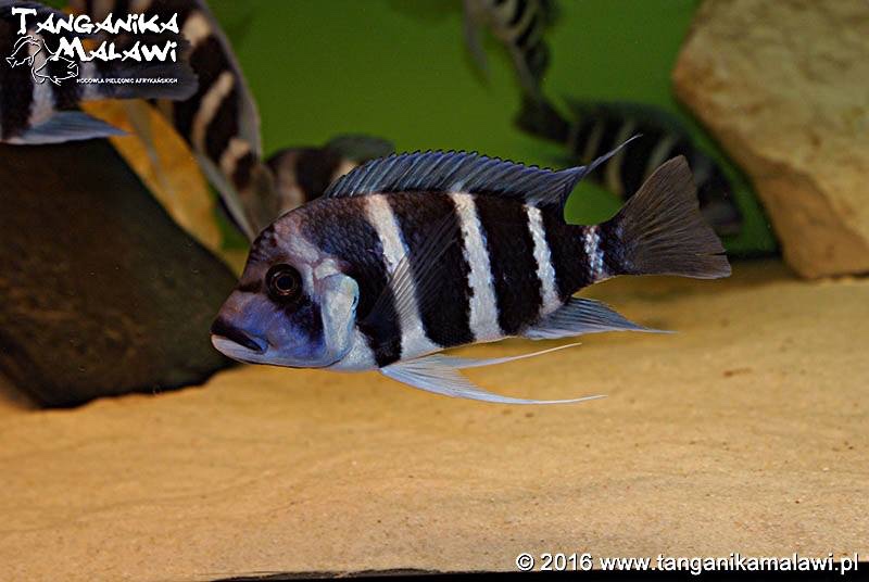 Cyphotilapia gibberosa 'Tembwe Deux'